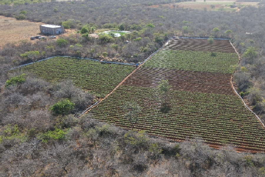 Plantação de maconha no município de João Dourado (BA) localizada pela PF durante nova etapa da Operação Midas, deflagrada nesta terça-feira, 31