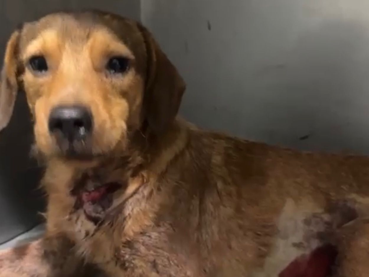 O ataque brutal a um cachorro caramelo em Guaratiba, na Zona Oeste do Rio