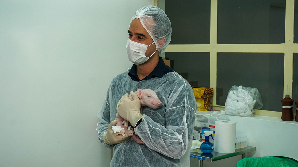 Conheça o primeiro porco clonado do Brasil com objetivo de fornecer órgãos para transplantes; veja vídeo