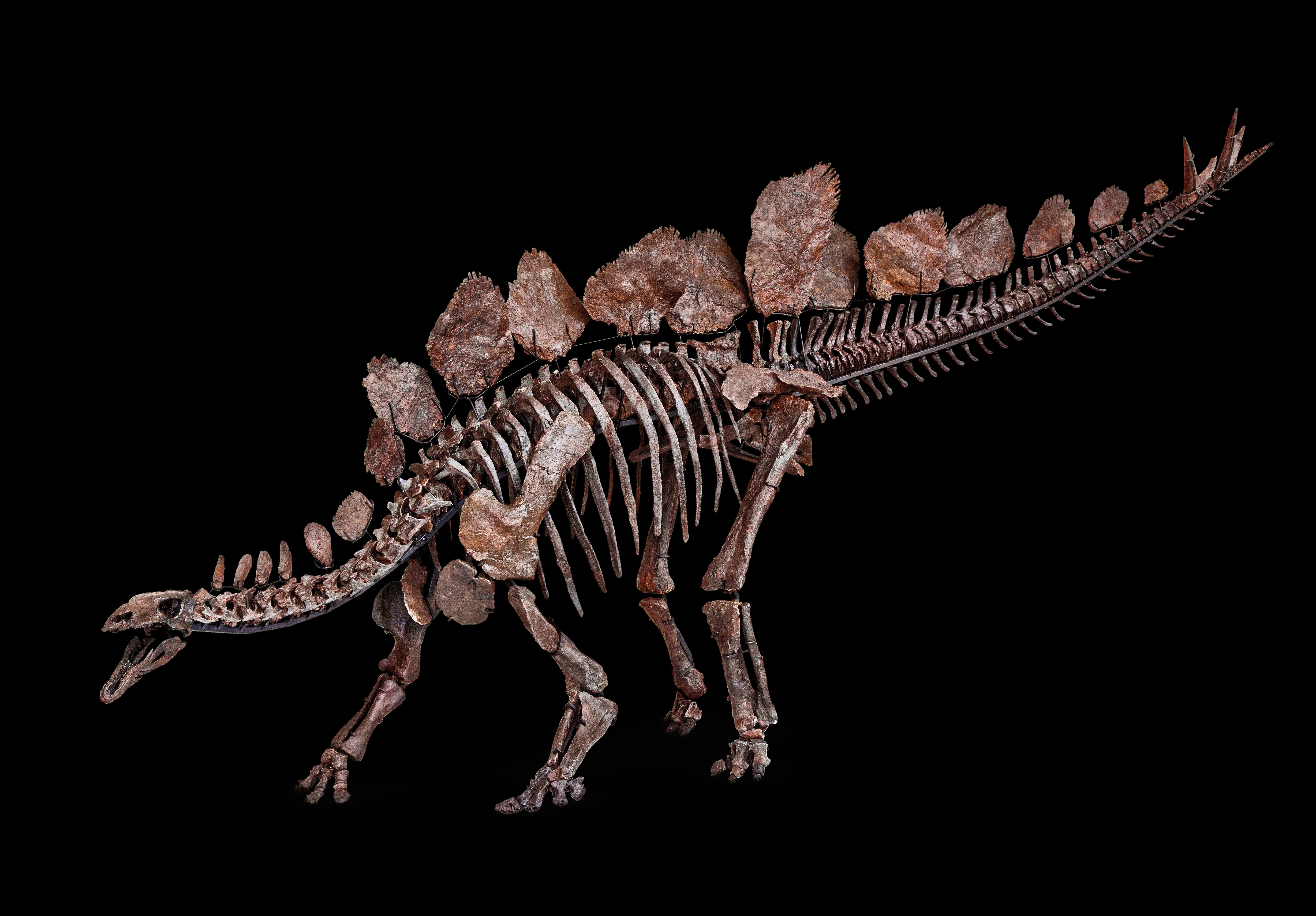 Por que as crianças são fascinadas por dinossauros?