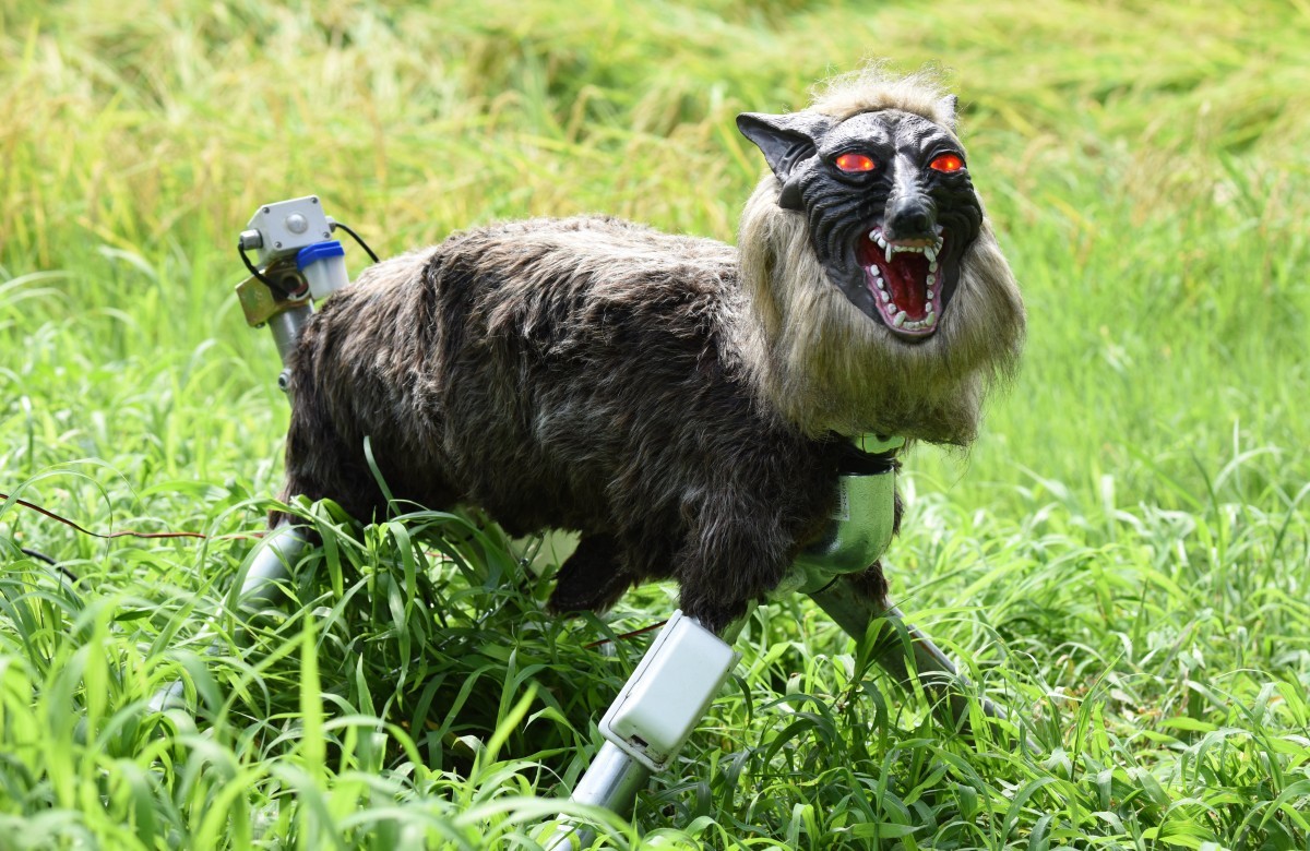Como um lobo robô pode ajudar o Japão a combater ataques de ursos