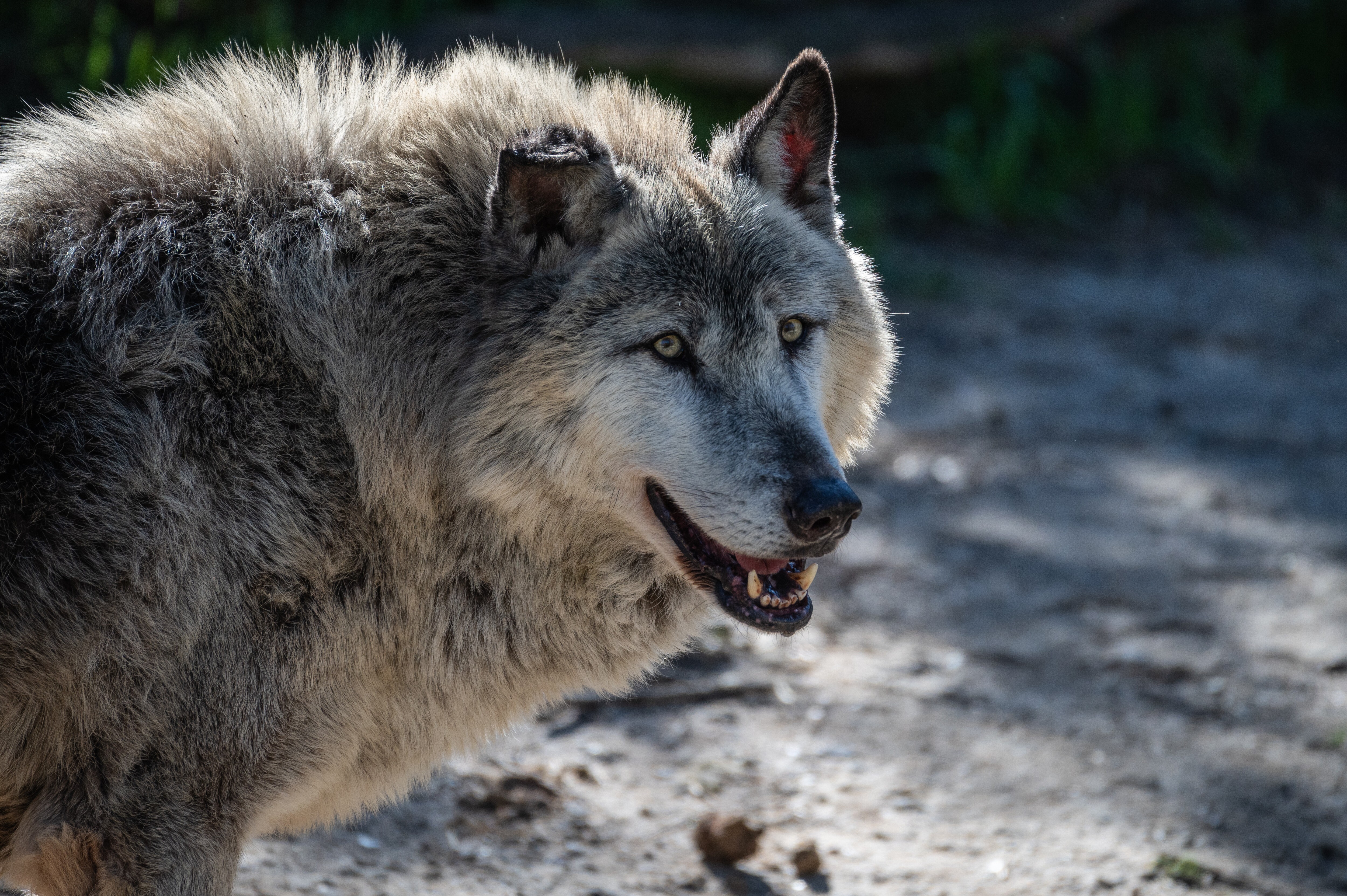 Como a presença humana altera a vida dos animais