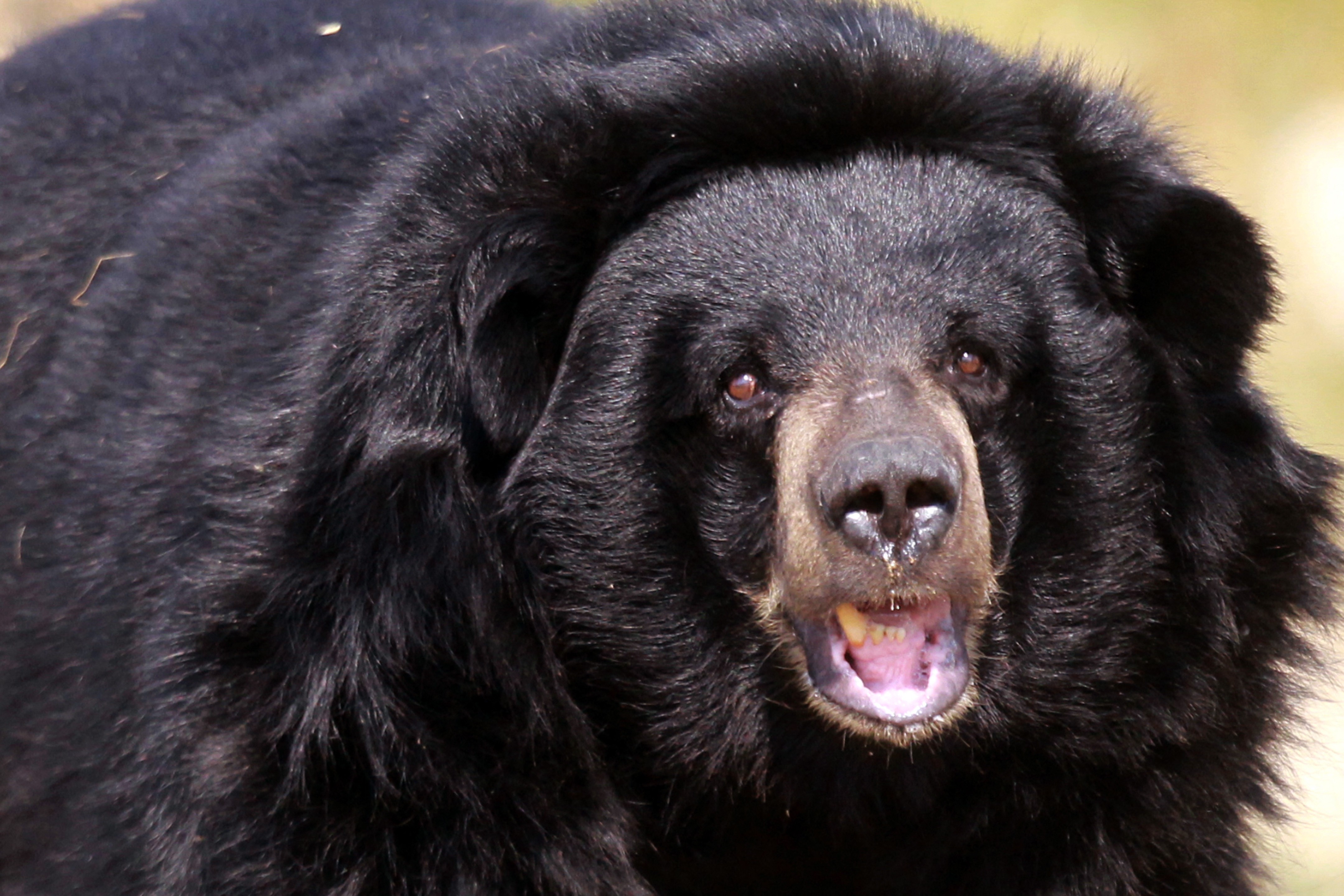 Urso deixa quatro feridos no Japão; veja vídeo