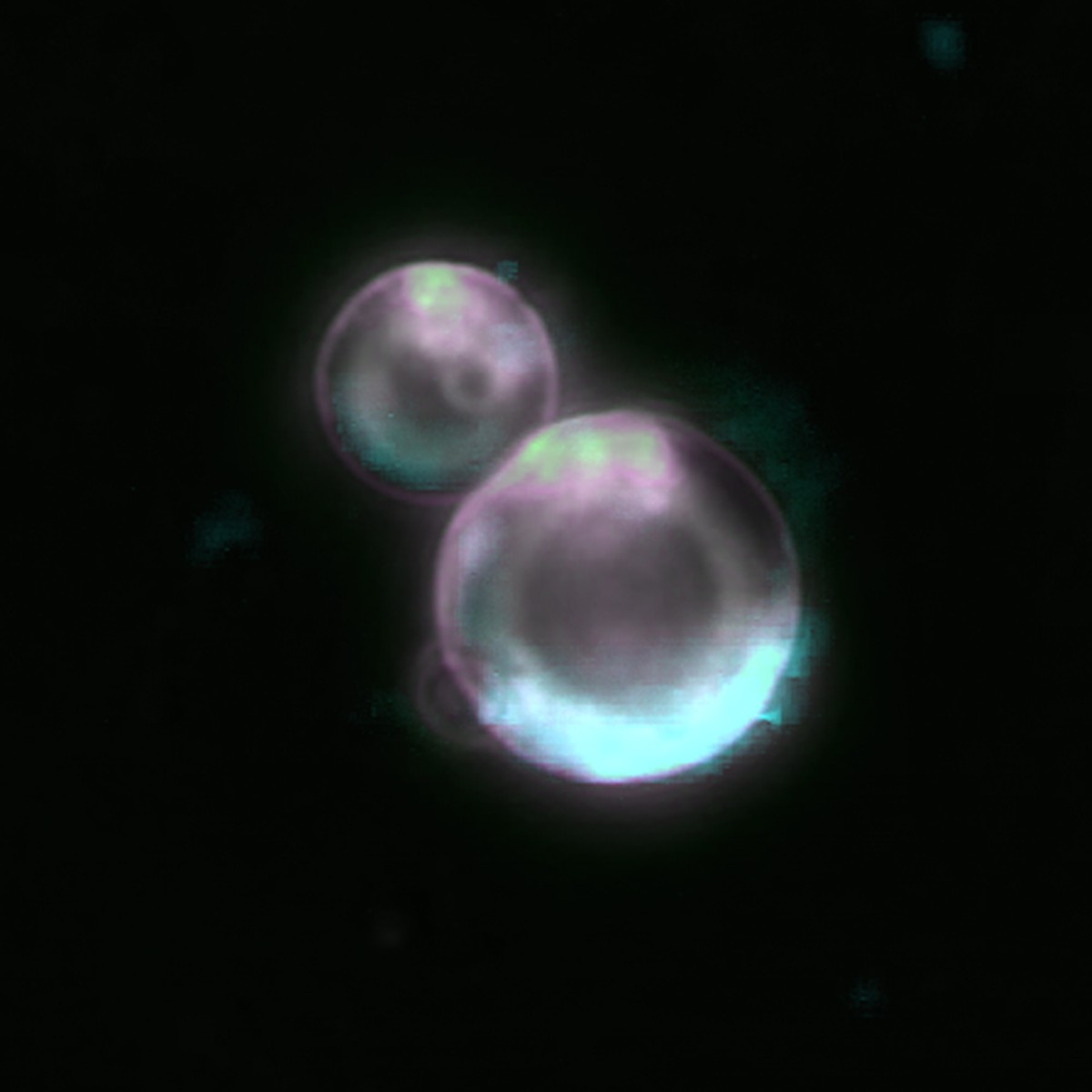 A célula feita em laboratório que carrega características de um ser vivo e intriga cientistas