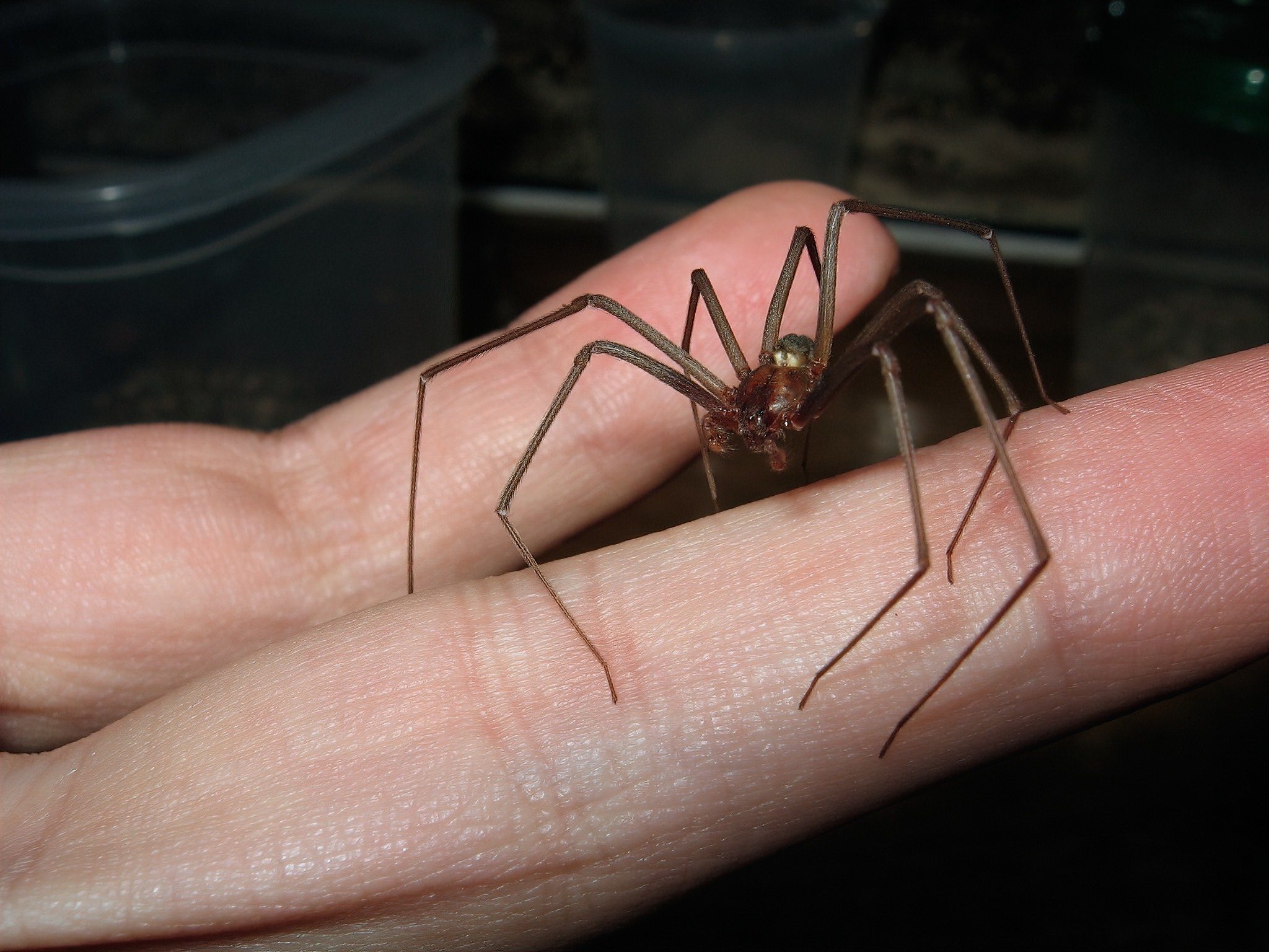 Por que Curitiba se tornou a capital brasileira dos acidentes e estudos com a aranha-marrom