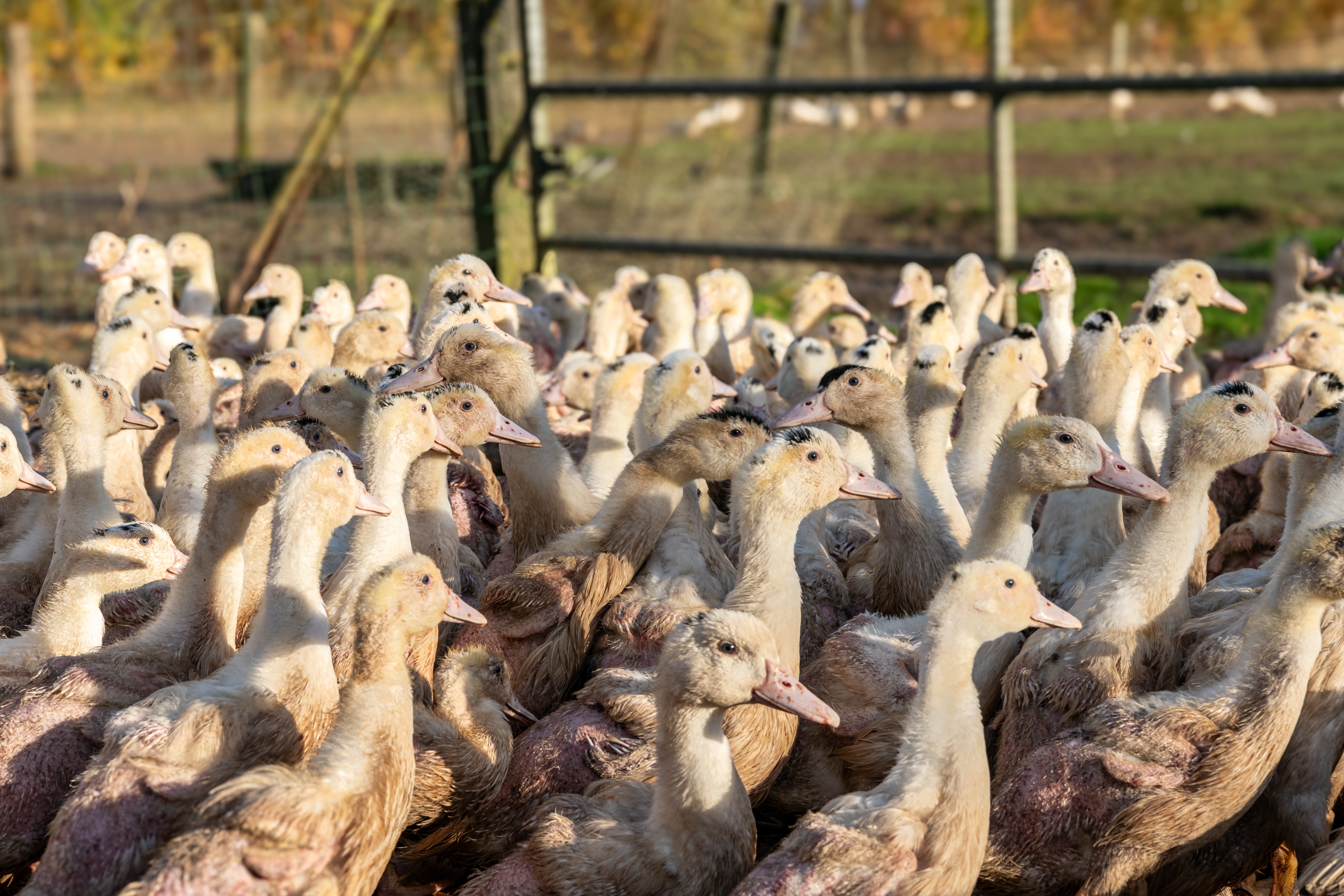 Lula sanciona lei que proíbe a venda e produção de foie gras