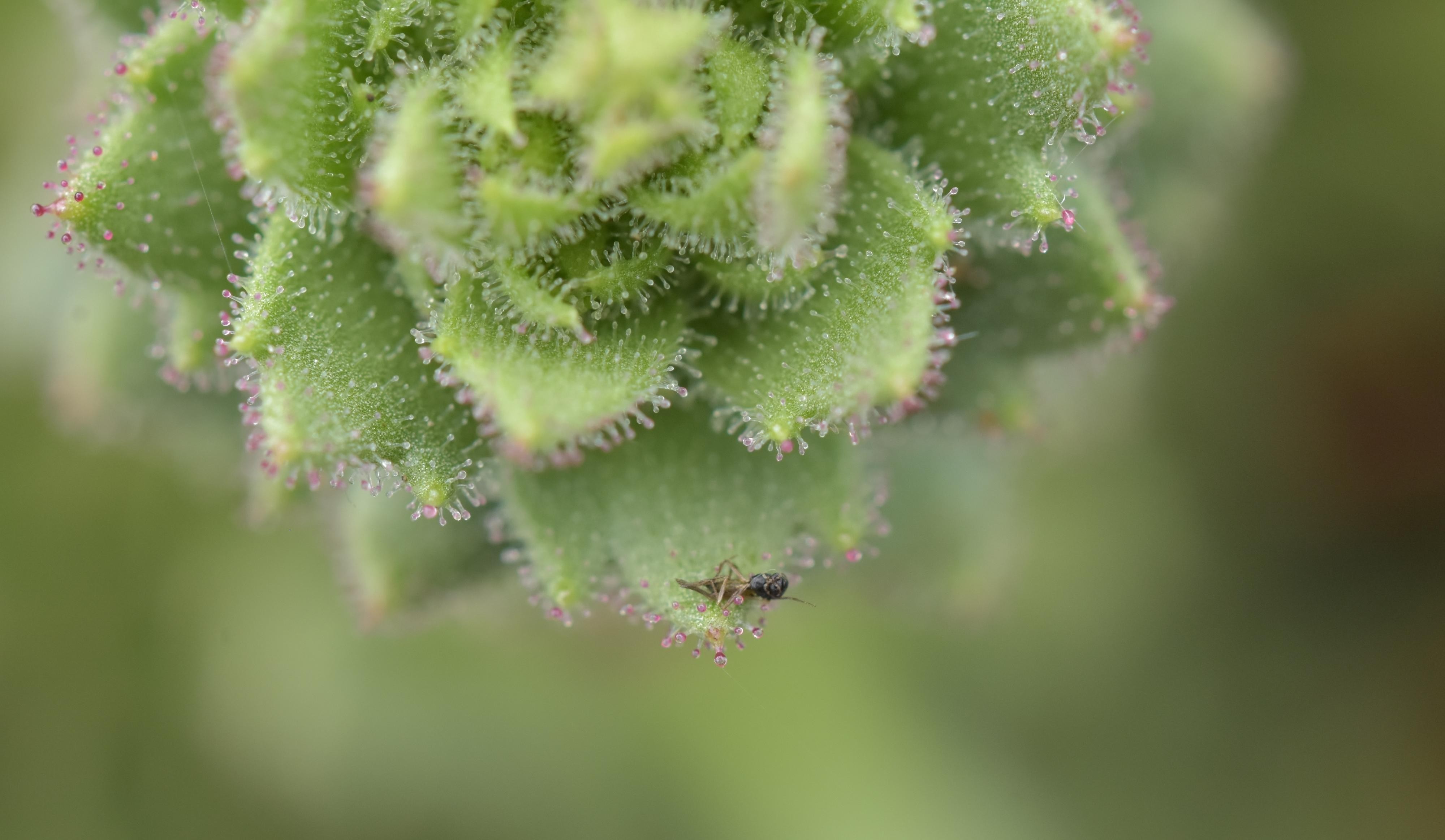 Nova espécie de planta carnívora confirma hipótese de mais de um século de Charles Darwin