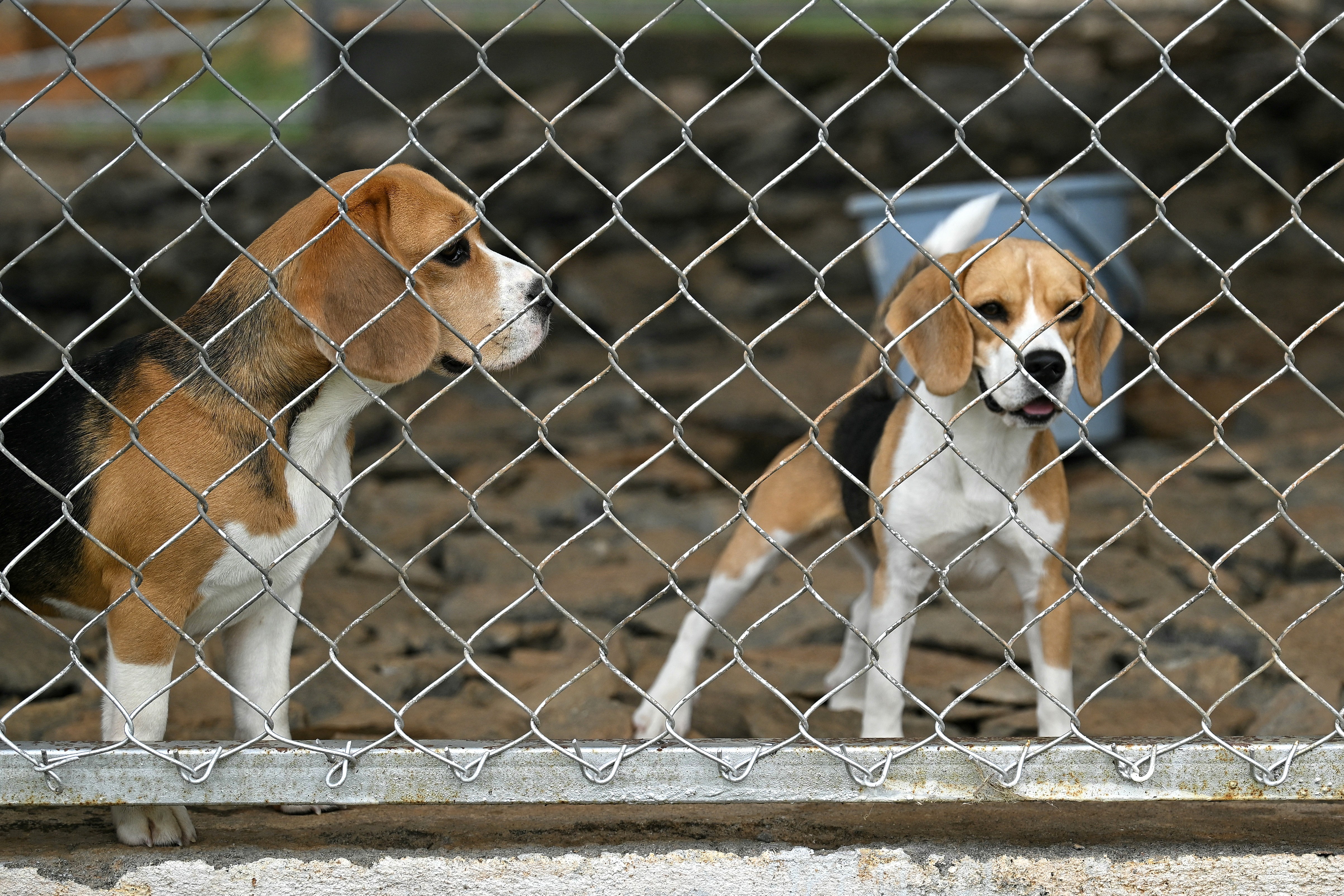 Empresa indiana de IA compila dados obtidos de cães para detectar doenças
