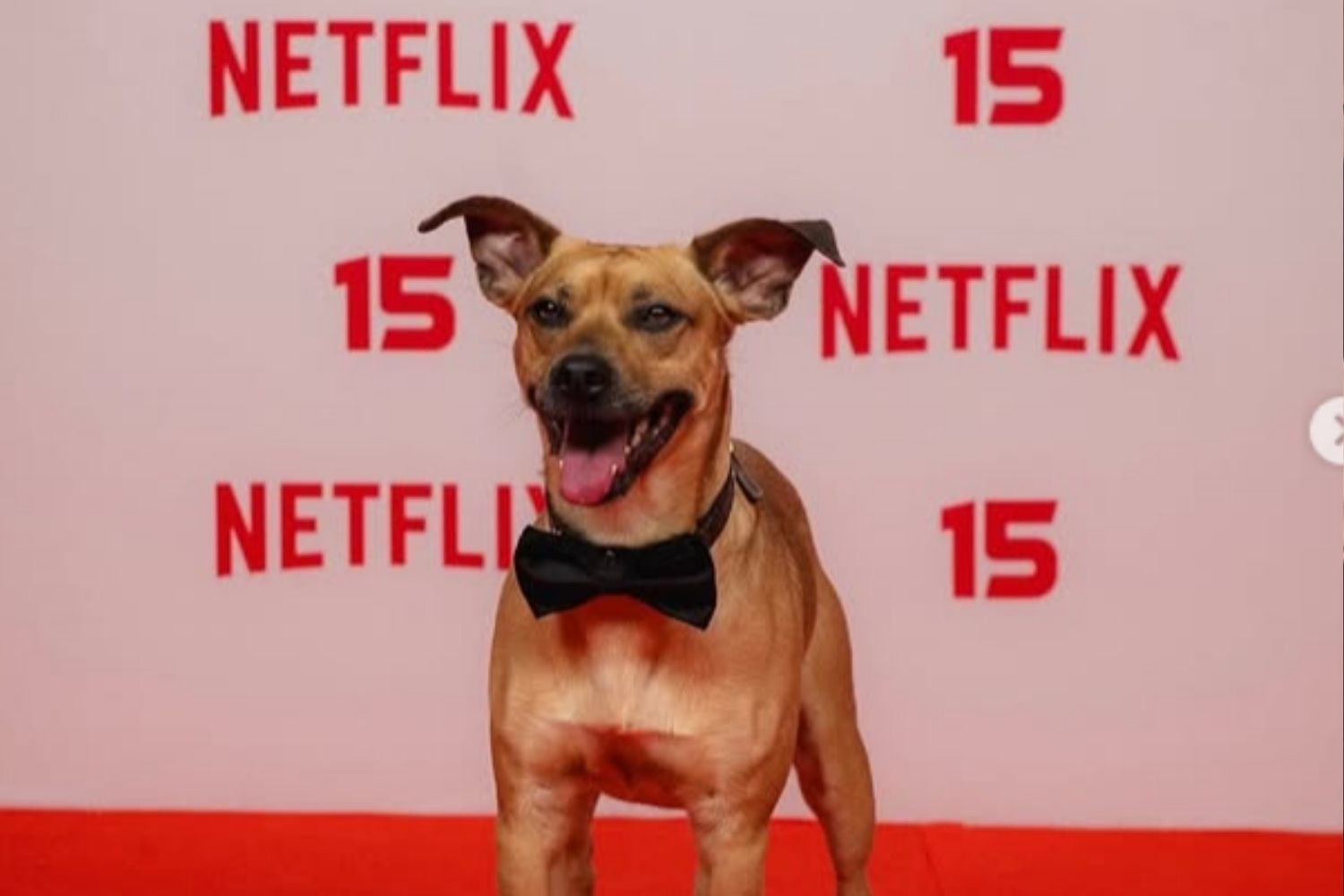 Cachorro de ‘Caramelo’ rouba a cena na festa de 15 anos da Netflix Brasil