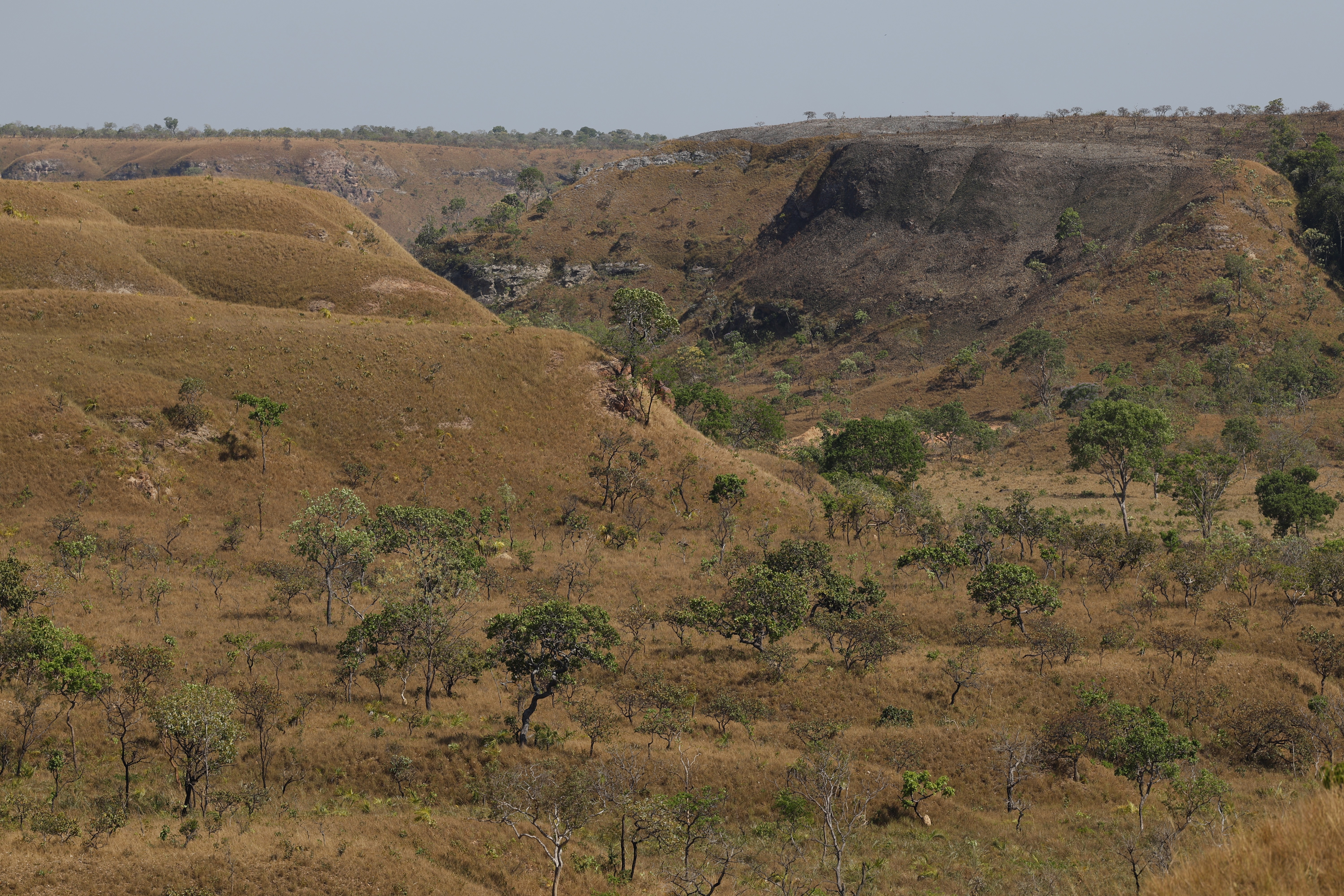 O novo dado preocupante sobre o desmatamento no Cerrado