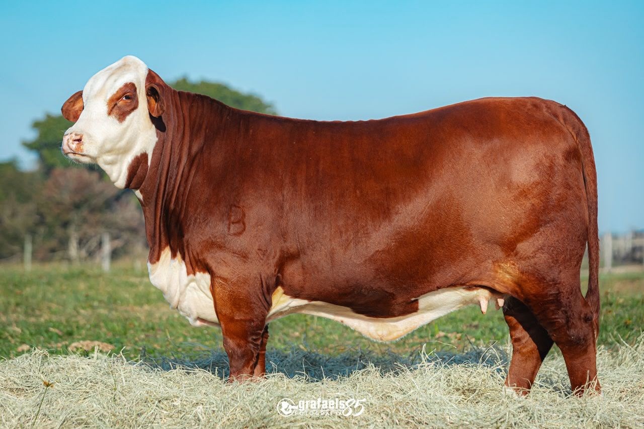 Vaca alcança avaliação recorde de mais de meio bilhão de reais; entenda motivo